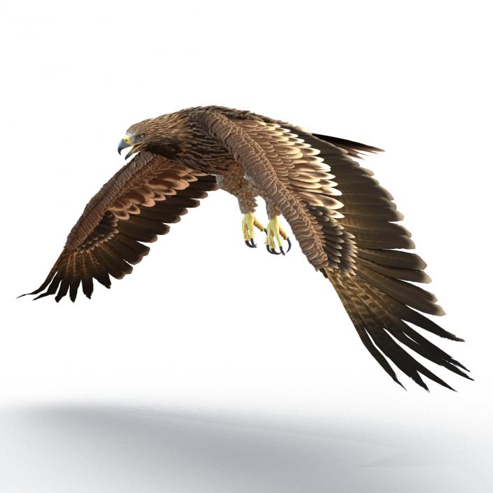 3D Imperial Eagle Pose 4
