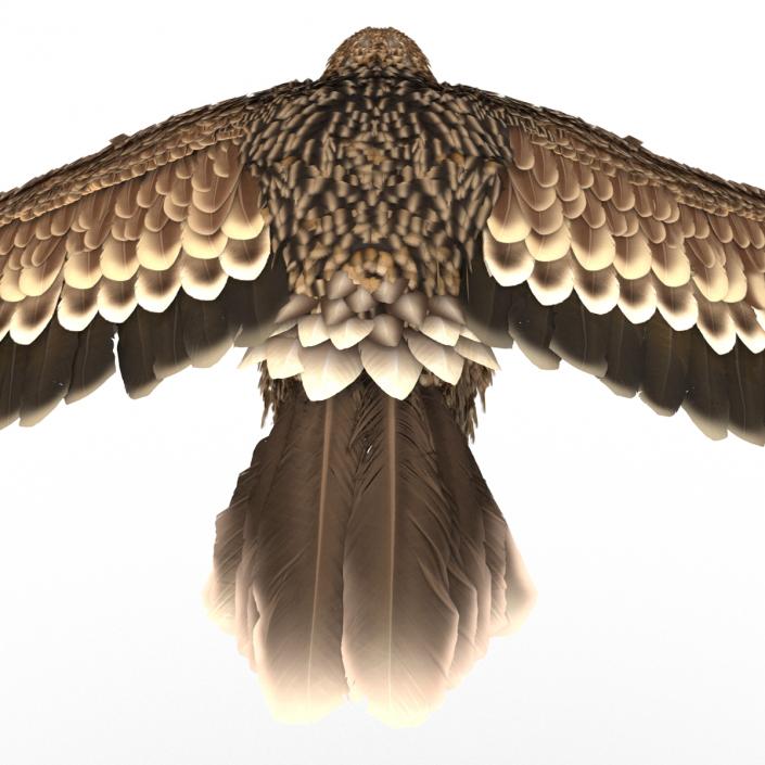 3D Imperial Eagle Pose 4