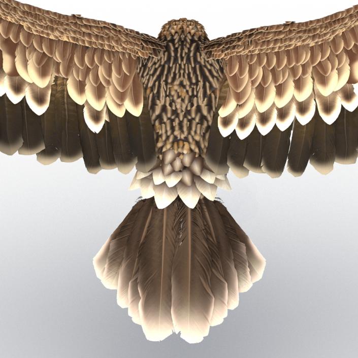 3D Imperial Eagle Pose 3