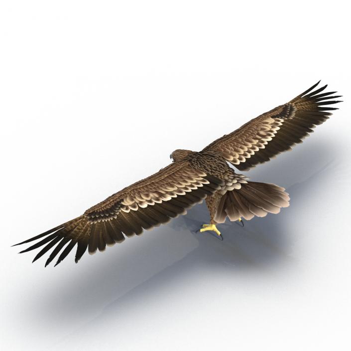Imperial Eagle 3D model