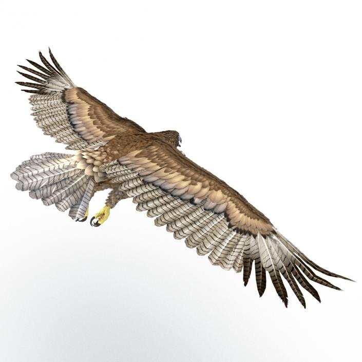 Gurney Eagle Pose 7 3D model