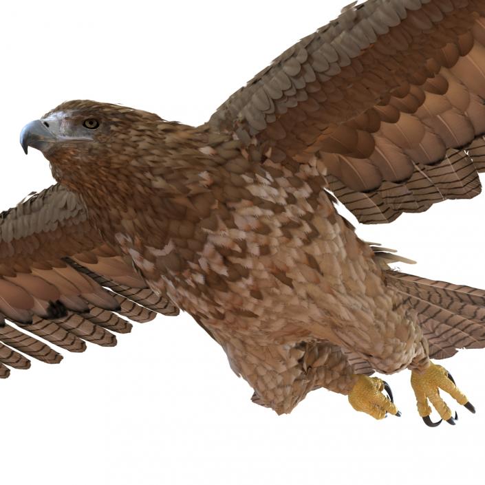 Gurney Eagle Pose 3 3D model