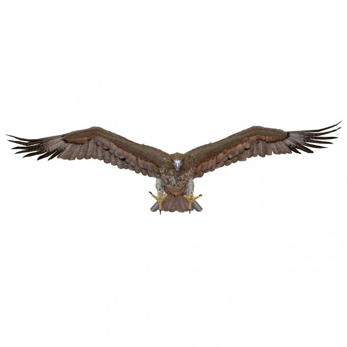 Gurney Eagle Pose 2 3D model