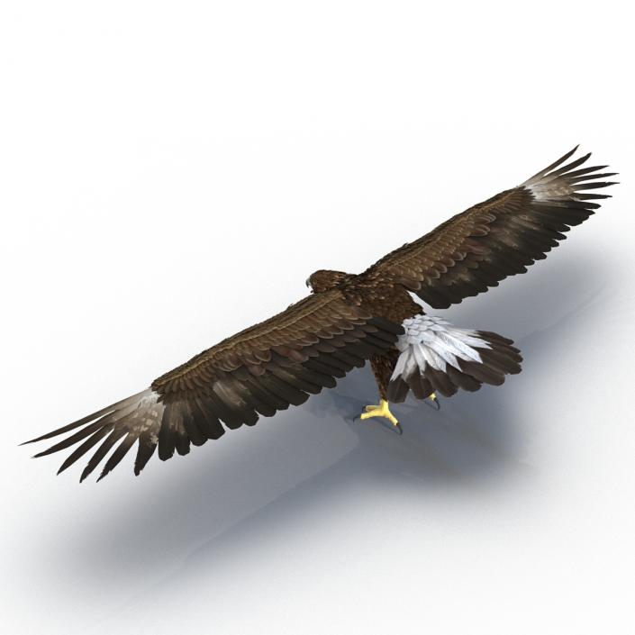 Golden Eagle 3D