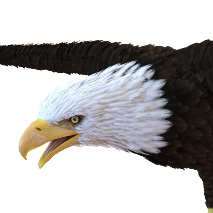 3D model Bald Eagle