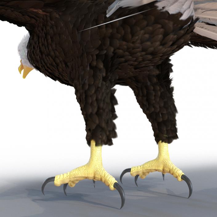 3D model Bald Eagle