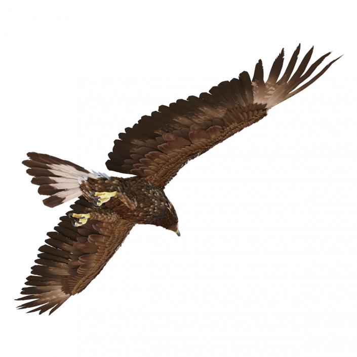 Golden Eagle Pose 7 3D model
