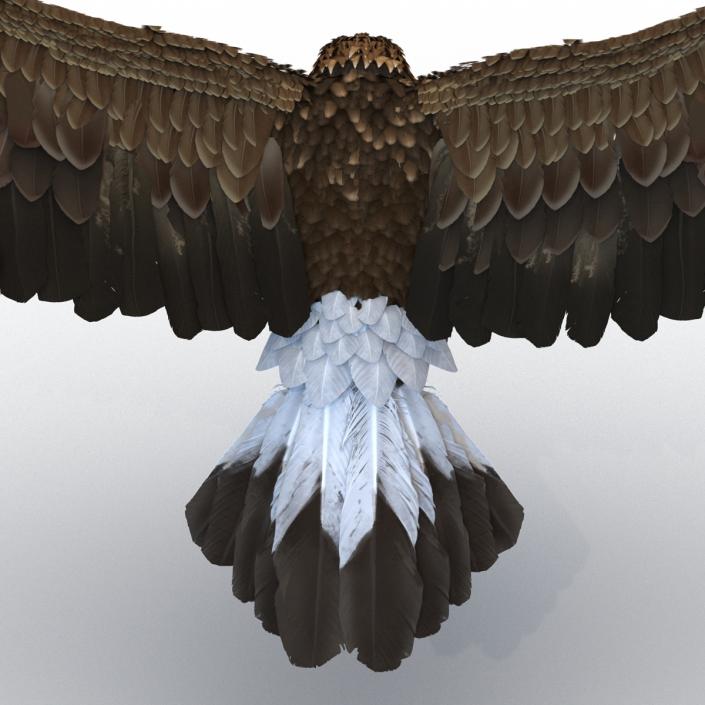 Golden Eagle Pose 6 3D model