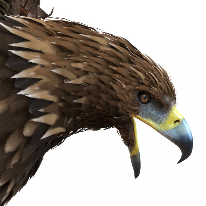 Golden Eagle Pose 6 3D model