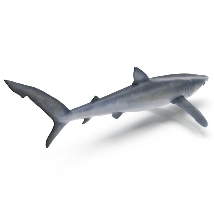 3D model Blue Shark