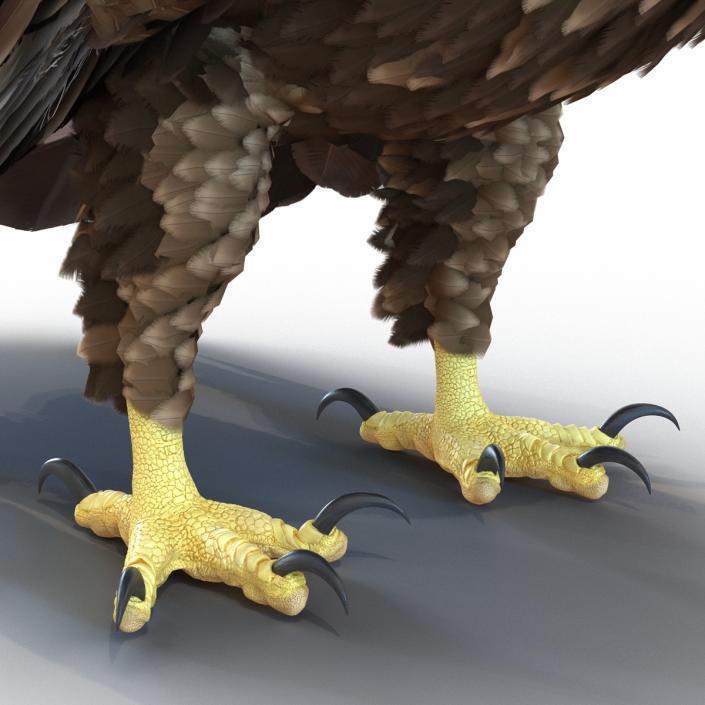 Golden Eagle Pose 5 3D model