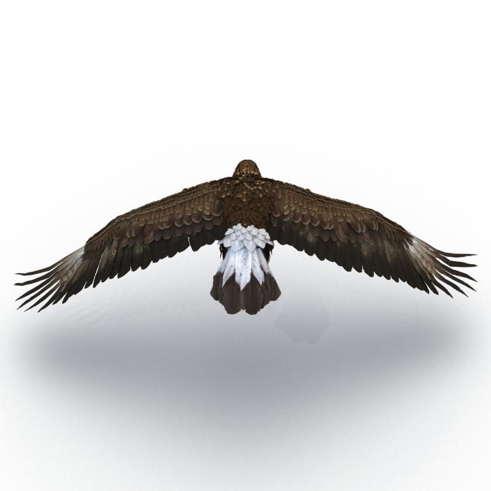 Golden Eagle Pose 4 3D model