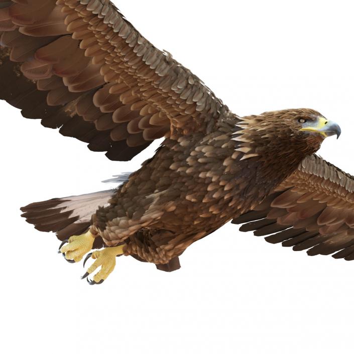 Golden Eagle Pose 3 3D model