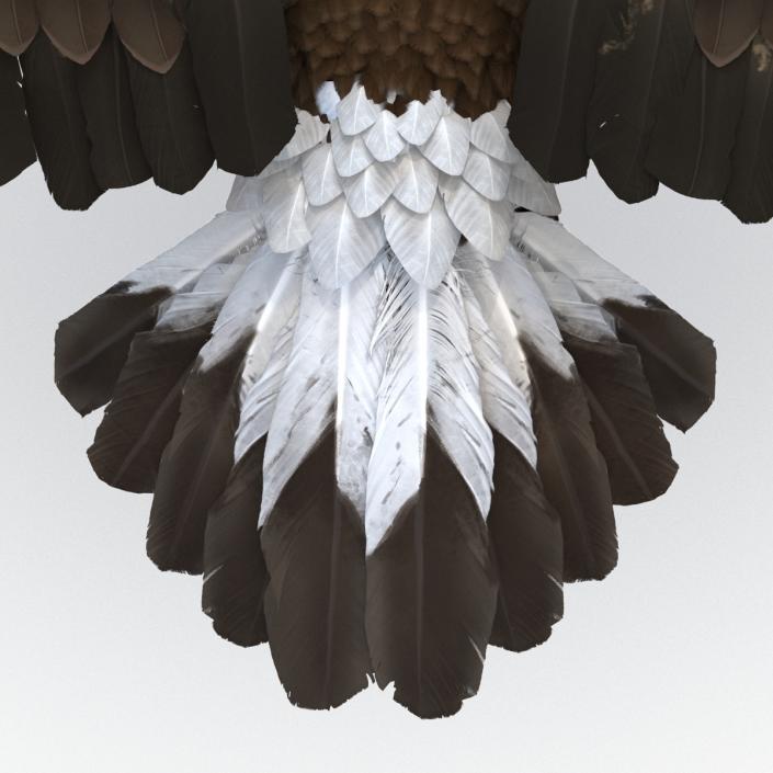 Golden Eagle Pose 3 3D model