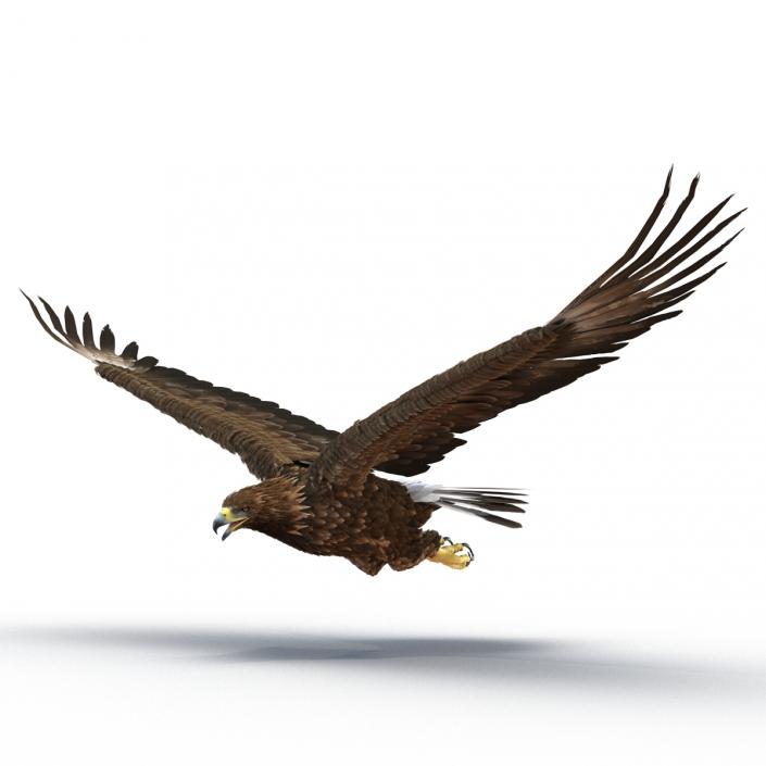 Golden Eagle Pose 2 3D model