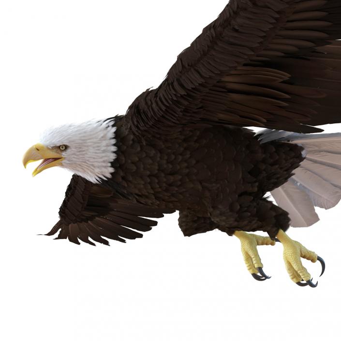Bald Eagle Pose 7 3D