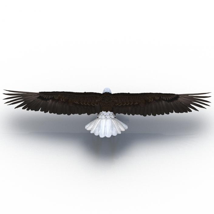 Bald Eagle Rigged 3D