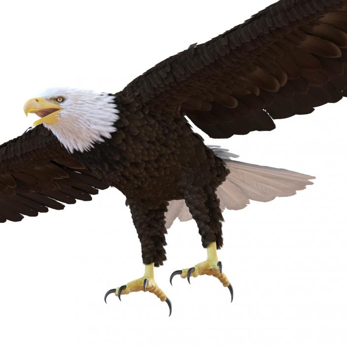 Bald Eagle Rigged 3D