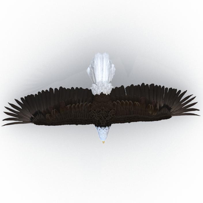 Bald Eagle Pose 6 3D