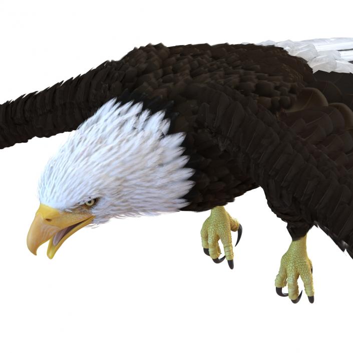 Bald Eagle Pose 6 3D