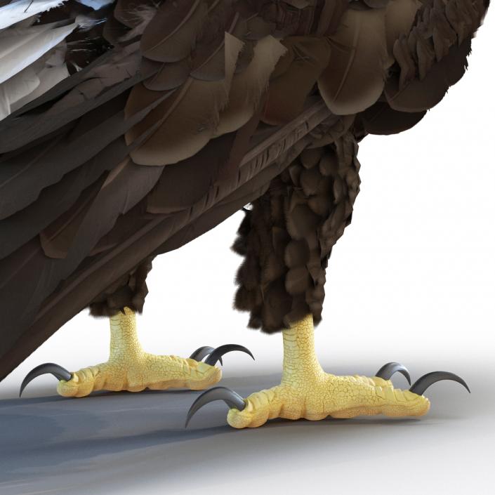 Bald Eagle Standing Pose 3D model