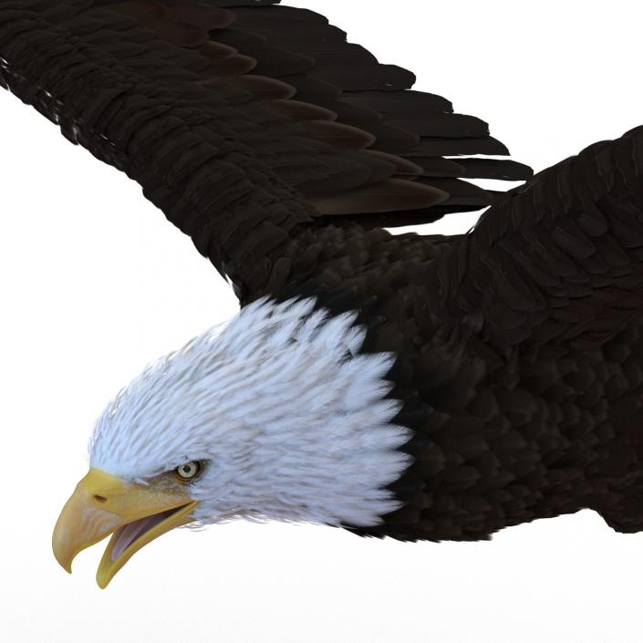 Bald Eagle Pose 4 3D