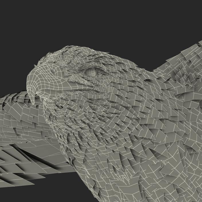 Bald Eagle Pose 3 3D