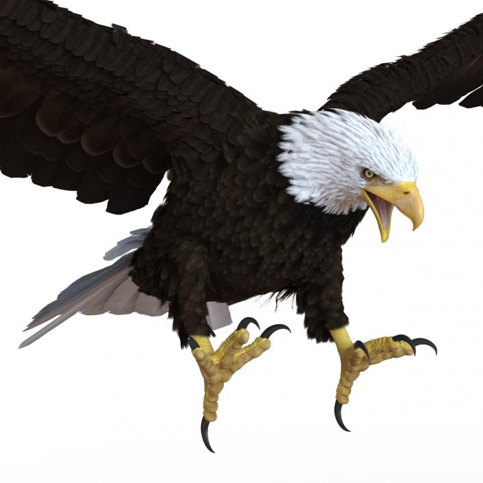 Bald Eagle Pose 2 3D