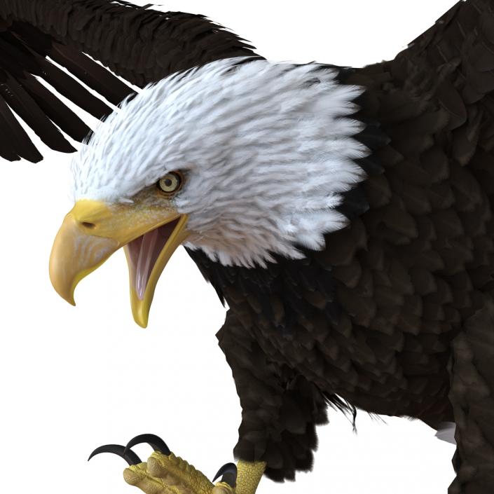 Bald Eagle Pose 2 3D