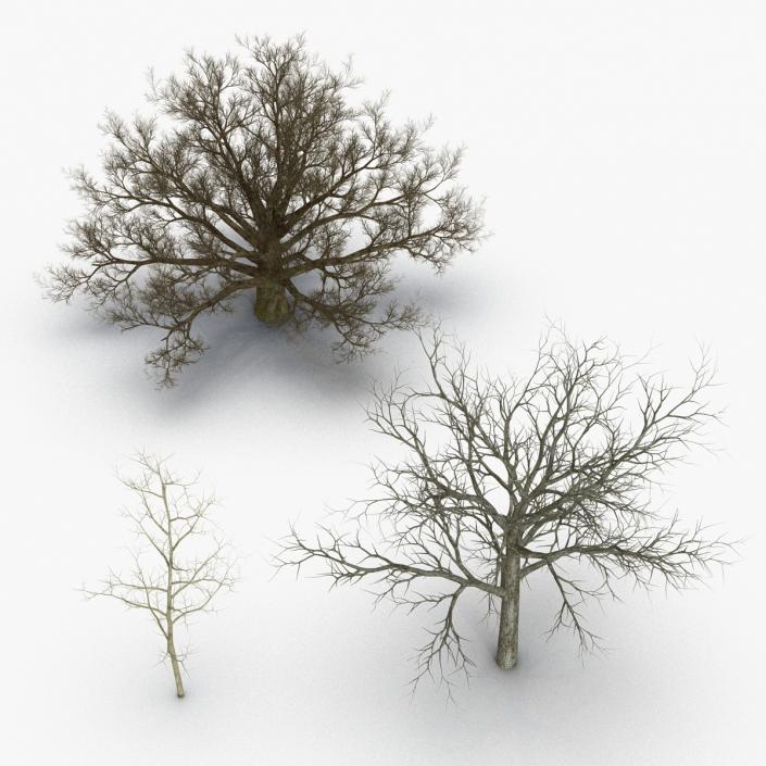 Winter White Oaks Trees Collection 3D model