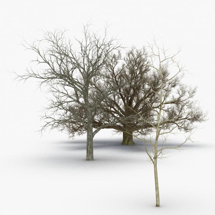 Winter White Oaks Trees Collection 3D model