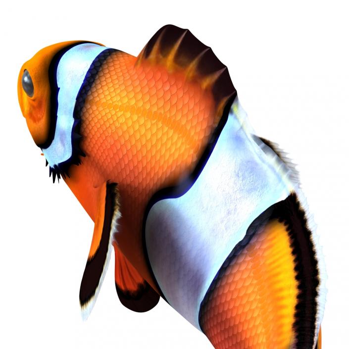 3D Clownfish Swimming Pose model