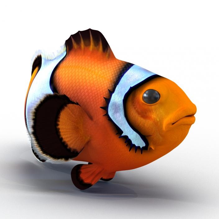 3D Clownfish Swimming Pose model