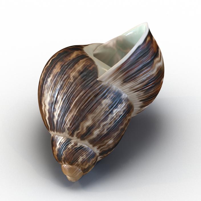Marginata Shell 2 3D