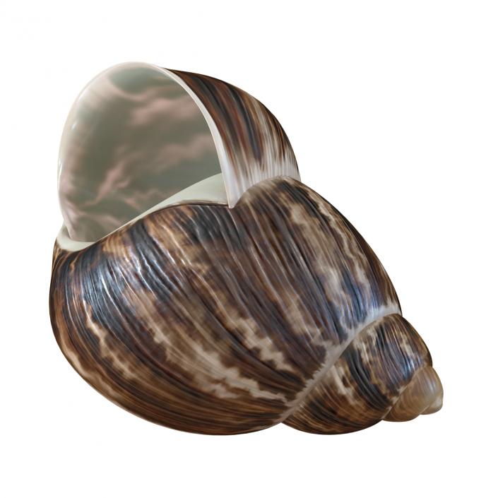Marginata Shell 2 3D