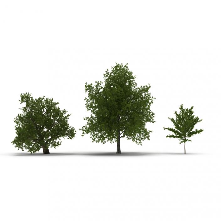 3D Summer Red Maple Trees Collection model