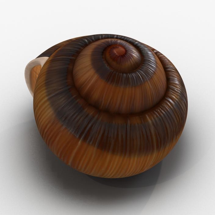3D Snail Shell