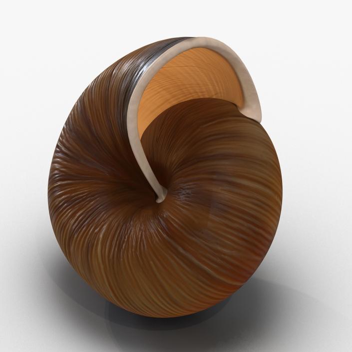 3D Snail Shell