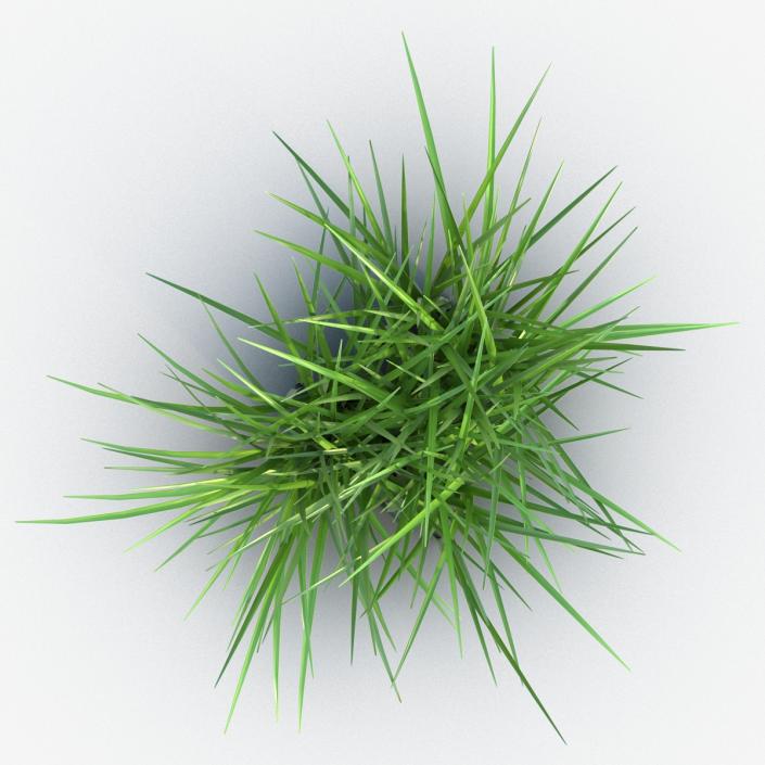 Grass 3D model