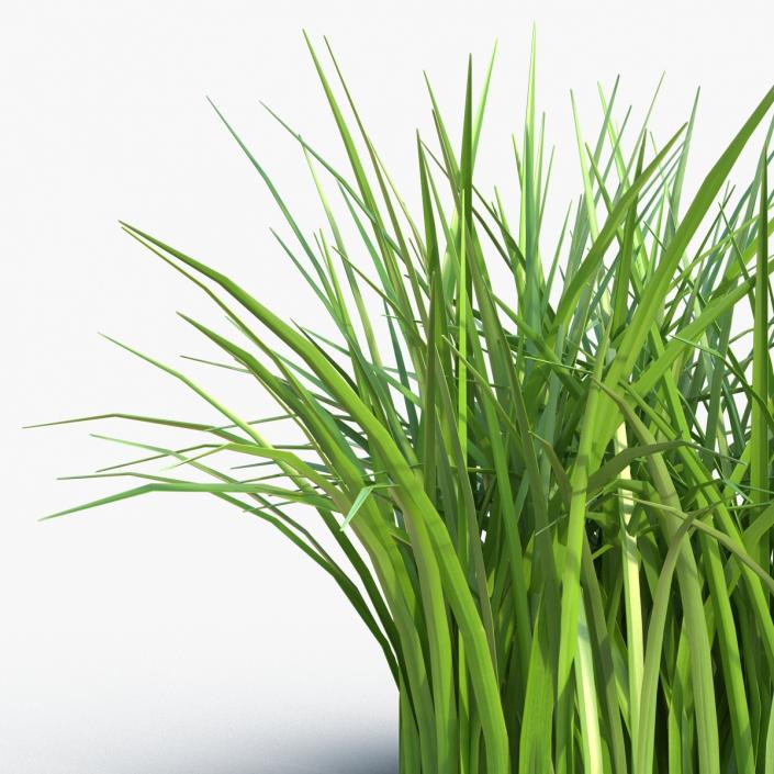 Grass 3D model