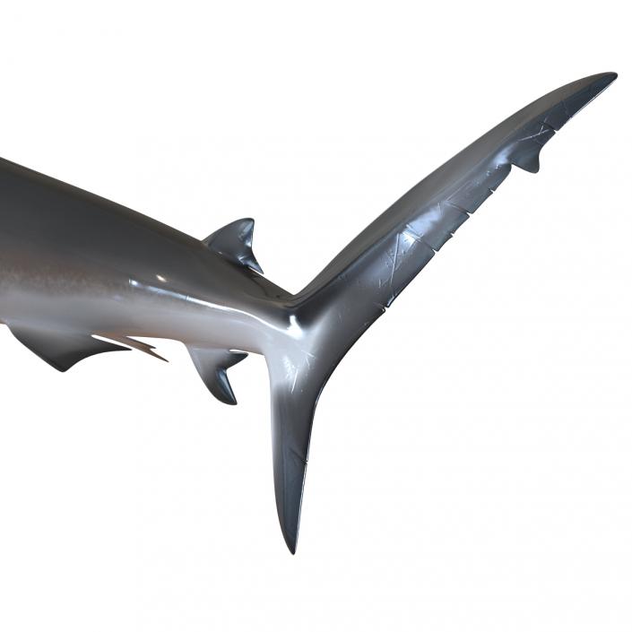 3D model Dusky Shark Swimming Pose