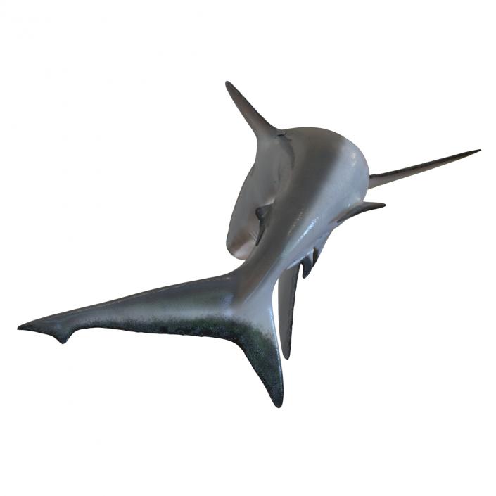 Grey Reef Shark Swimming Pose 3D model