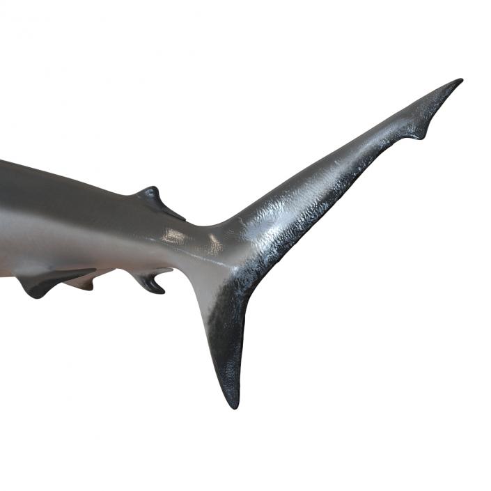 Grey Reef Shark Swimming Pose 3D model
