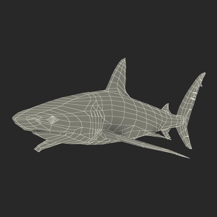 3D Dusky Shark