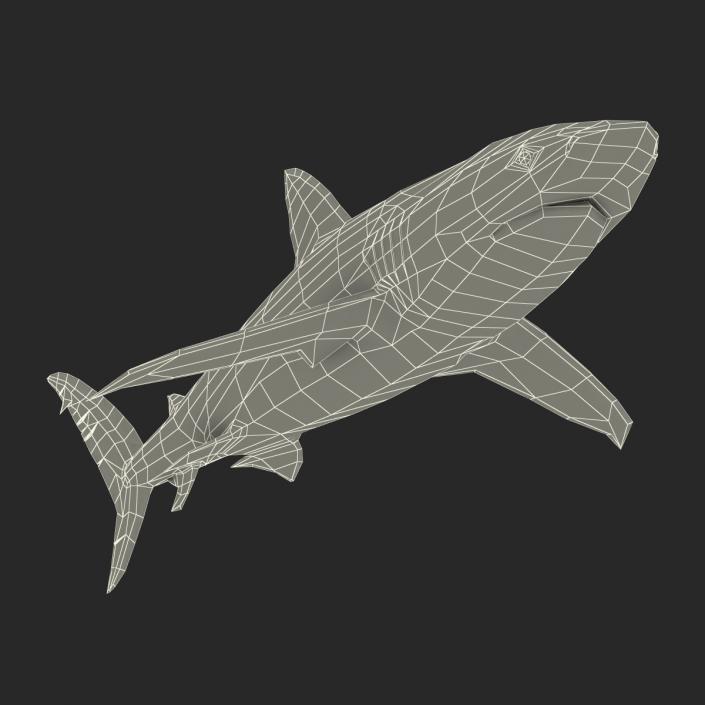 3D Dusky Shark