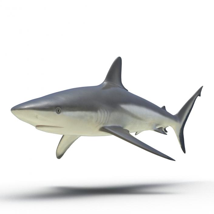 3D model Grey Reef Shark