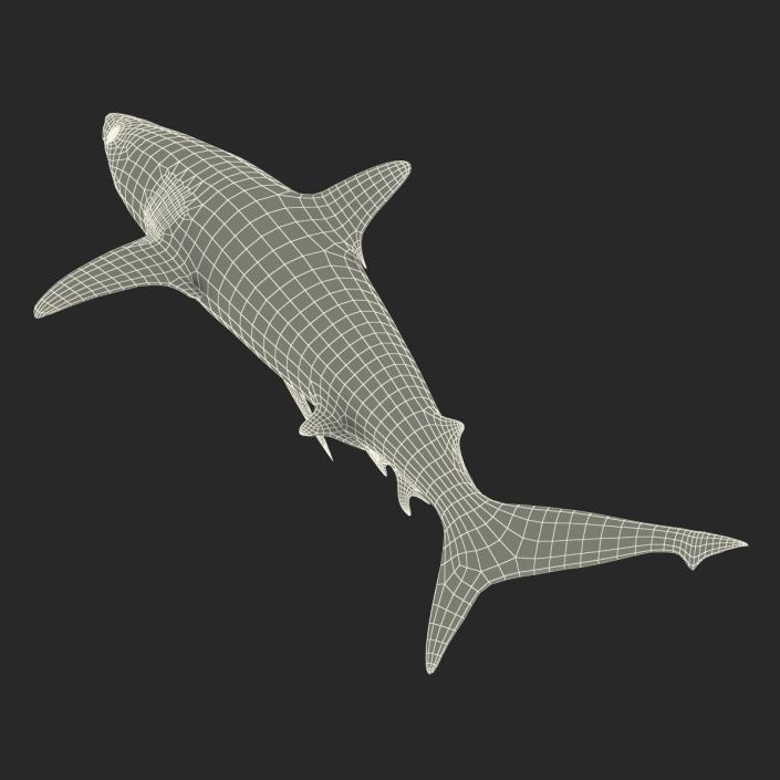 3D model Grey Reef Shark