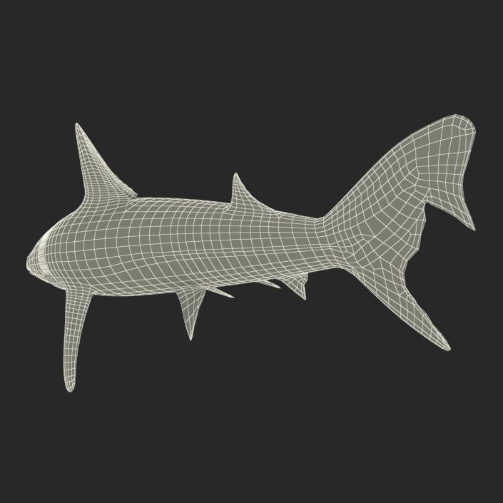 School Shark 3D