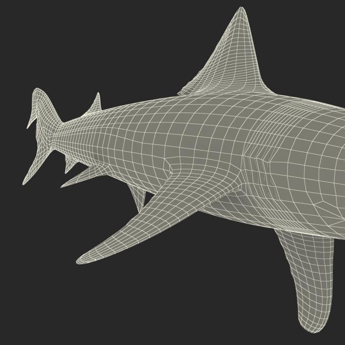 School Shark 3D