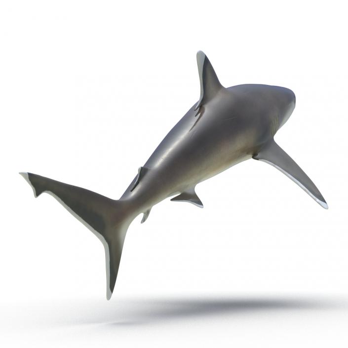 3D model Silvertip Shark